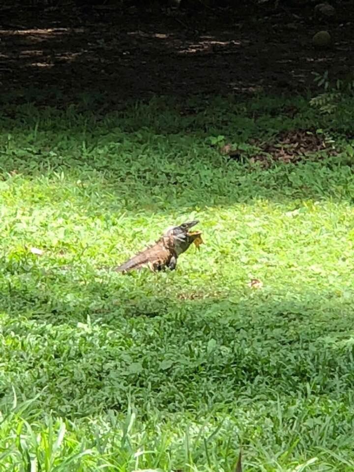 Villa Segura Manuel Antonio, Quepos Dış mekan fotoğraf